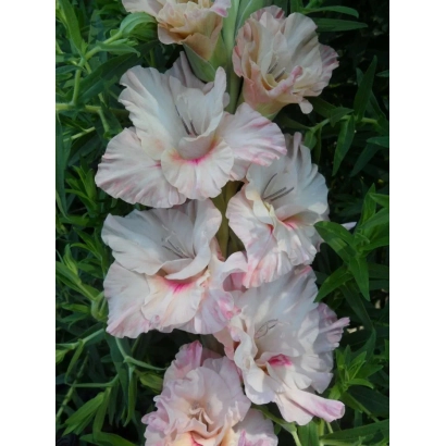 Гладиолус сорту Чарівний Ранок на фоні зелені