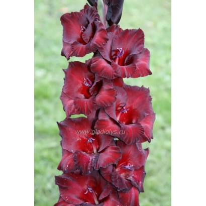 Гладиолус ЧЕРНЫЙ БАРХАТ на зеленом фоне
