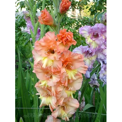 Гладиолуси різних кольорів на фоні зелені - Дебют