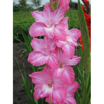 Розовый гладиолус на фоне грядки - ДОЧЬ НАСТАСЬИ