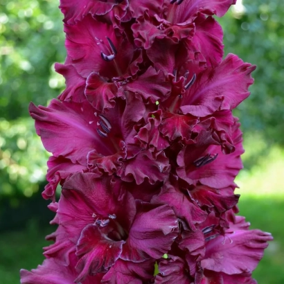 Крупный план темно-розового гладиолуса на фоне зелени - ФЛОС