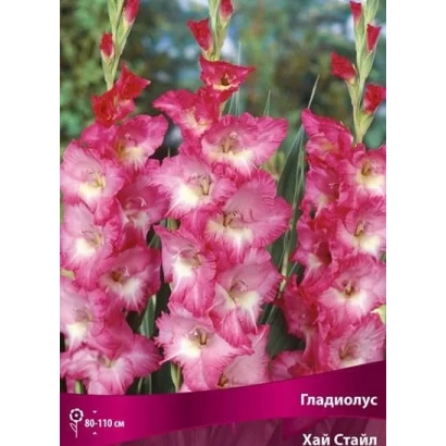 Gladiolus seeds Highstyle | Highstyle on pink background