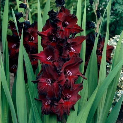 Червоні гладіолуси на зеленому фоні - Ірбіс