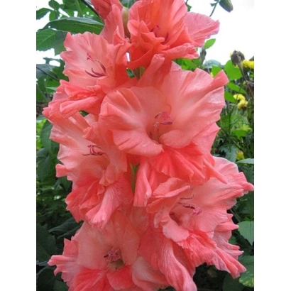 Крупный план розового гладиолуса на фоне зелени - КУПЕЦ