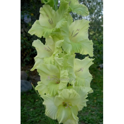 Белый гладиолус на фоне зелени - Леда