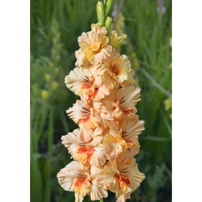 Гладиолус МАЙЯ ПЛИСЕЦКАЯ на фоне зелени