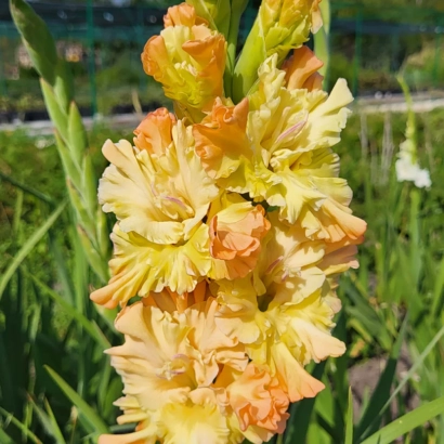 Жёлто-оранжевый гладиолус на зелёном фоне - Мереживо