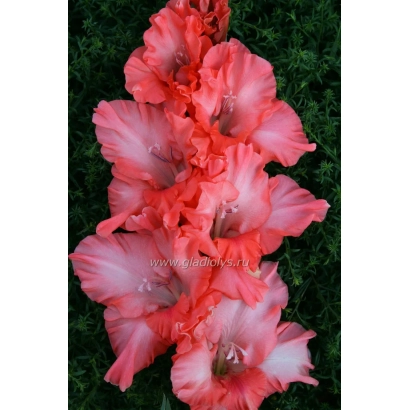 Красные гладиолусы на зелёном фоне - МГНОВЕНИЕ