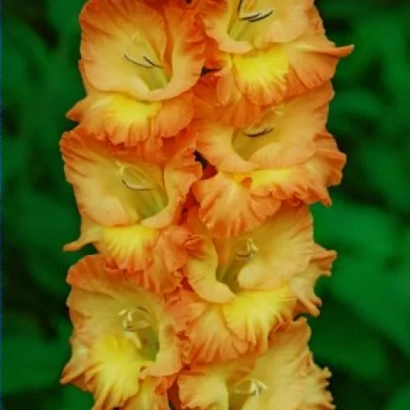 Крупный план оранжево-желтого гладиолуса сорта Мираж на зеленом фоне