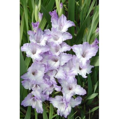Gladiolus with purple-white flowers on a green background - MODRU PROGRAM GLADIOLUS