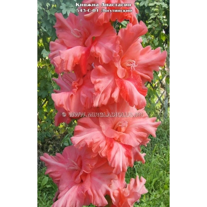 Красно-розовый гладиолус НАСТАСЬЯ на зелёном фоне