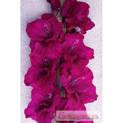 Гладиолус ПУРПУРНЫЙ ГРАНД ПАВАРОТТИ