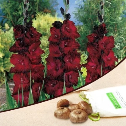 Red gladiolus flowers of the Red Ginger variety with a seed packet in the foreground
