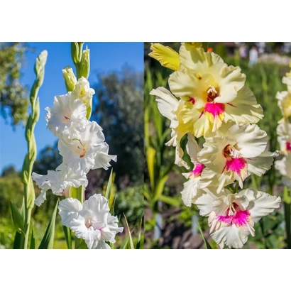 Крупный план белых и розовых гладиолусов на фоне зелёной листвы и неба - Селенит