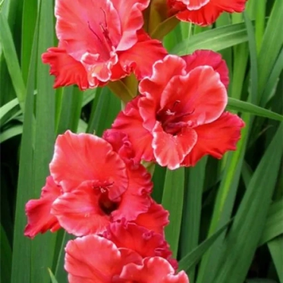 Червоні гладіолуси сорту Silver Mirage на зеленому фоні - СЕРЕБРЯНИЙ МІРАЖ