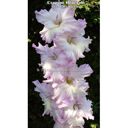 Гладиолус Crimson Hearts на фоне зелени - СТАРЫЙ НЕВСКИЙ