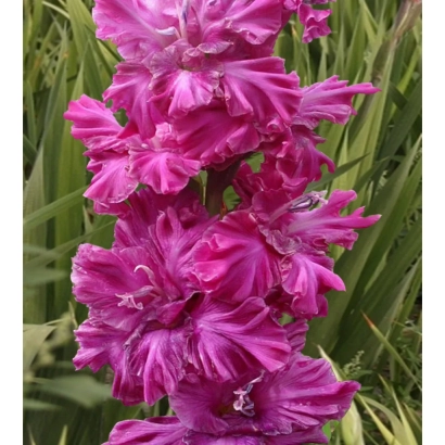 Гладиолус 'СУМЕРКИ' — розовые цветы на зеленом фоне