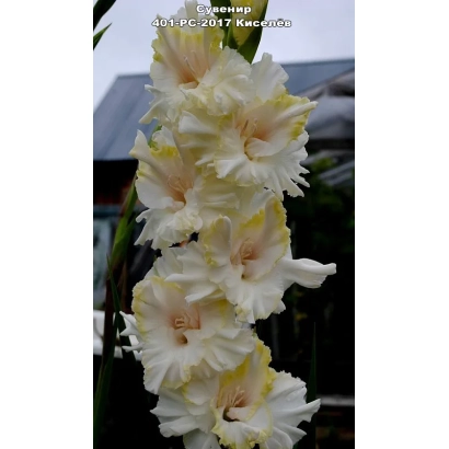 Bouquet of gladiolus flowers of the Souvenir variety against a house background