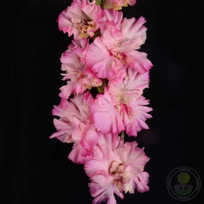 Розовые гладиолусы сорта Тайфун на черном фоне