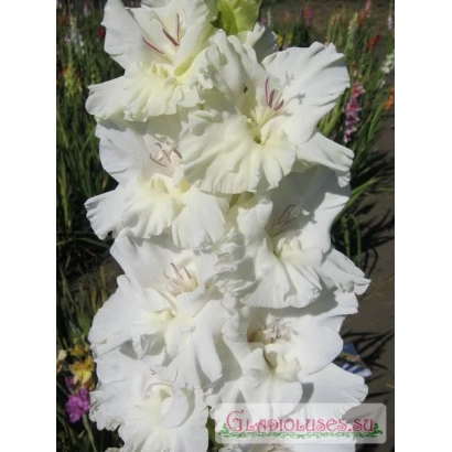 Белый гладиолус с нежными лепестками на фоне зелени - ТОПОЛИНЫЙ ПУХ
