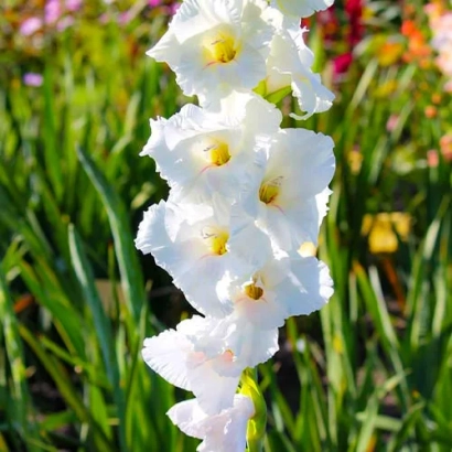Белый гладиолус сорта White Frosting на фоне цветника - Уайт Фростинг