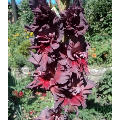 Red gladiolus against a green foliage background - Viy