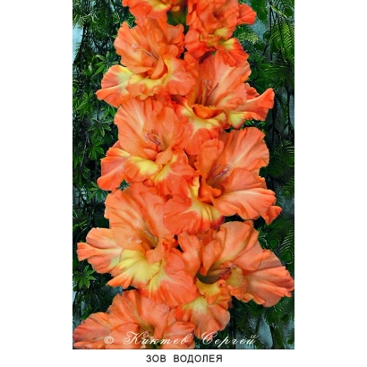 Close-up of orange gladiolus variety Aquarius Calla