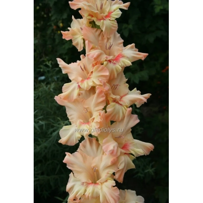 Квітка гладіолус рожево-бежевого відтінку на фоні зелених листя. - ЗВУКИ САКСАФОНУ