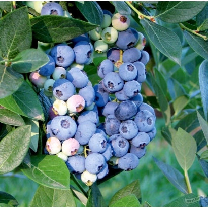 Свіжа голубика на гілці - Аврора