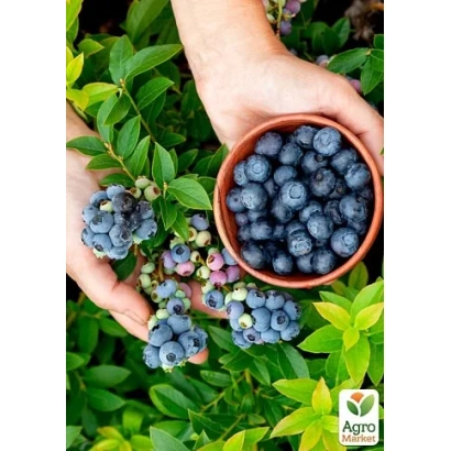 Руки держат миску с голубикой на фоне куста голубики - БЛУ РИББОН