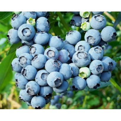 Свіжа голубика на гілці - Блюкроп