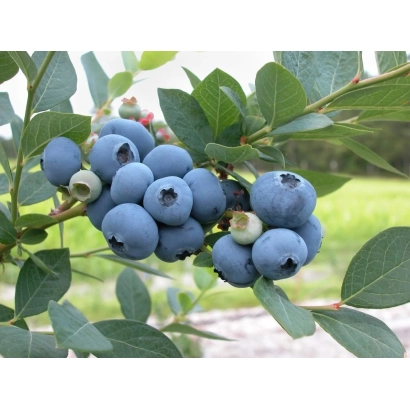 Fresh blueberries on a branch - Bluejay