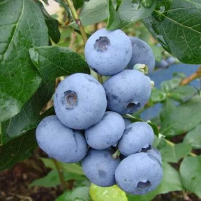 Свежая голубика на ветке с зелеными листьями - Бонус