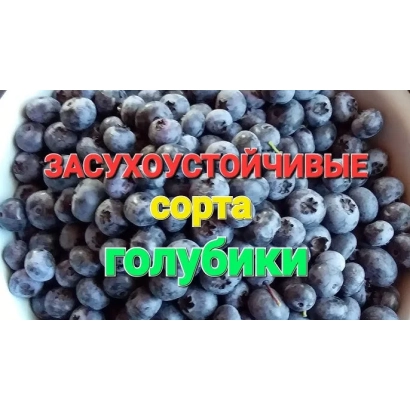 Blueberries with text drought-resistant varieties blueberries - CLOCKWORK