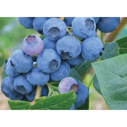 Fresh blueberries on a branch - Earliblue