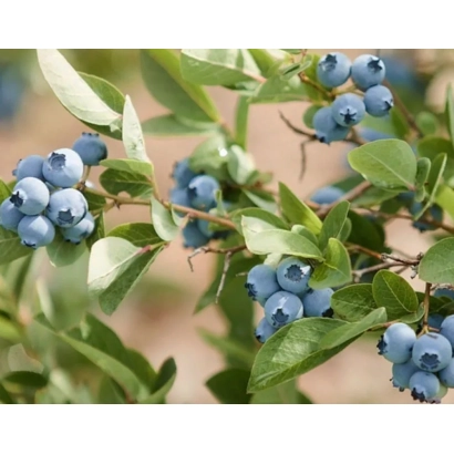 Blueberries on a branch with green leaves - EFSI 12 205
