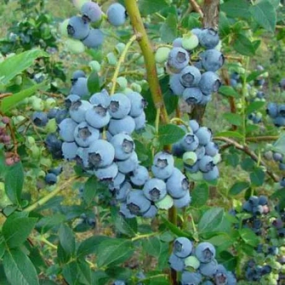 Свіжа голубика на кущі - Єлізабет