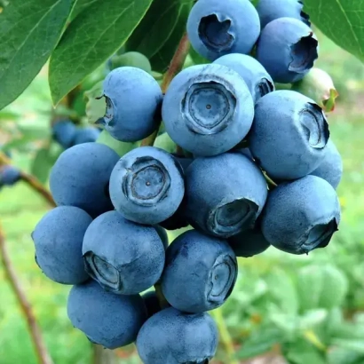 Свежая голубика на ветке - Фиолент