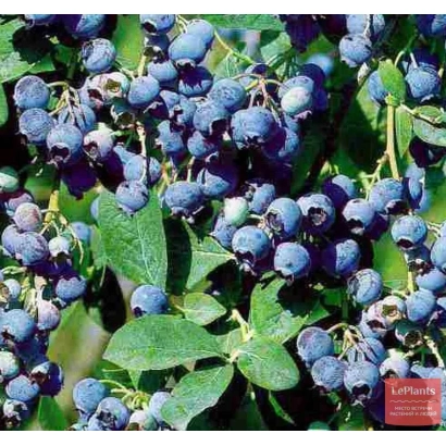 Fresh blueberries on a branch - BLUE MOUNTAIN