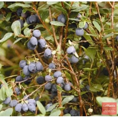 Голубика на ветке с листьями - Изящная