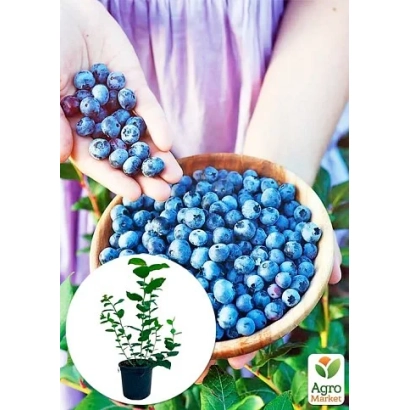 Кисти голубики в руках с логотипом Agro - Ласка