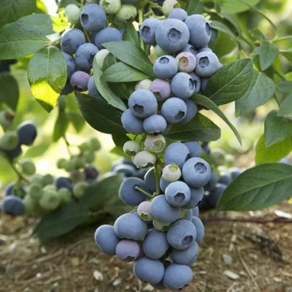 Fresh blueberries on a branch - LAST CALL