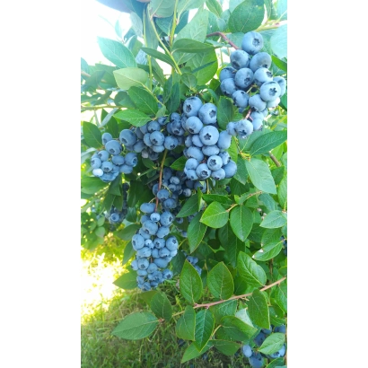 Blueberries on a branch with green leaves - Liberty