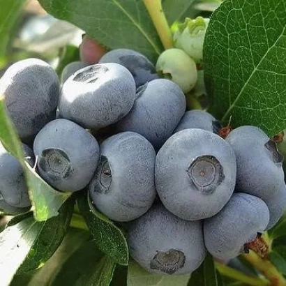 Свіжа голубика на гілці - Мідер