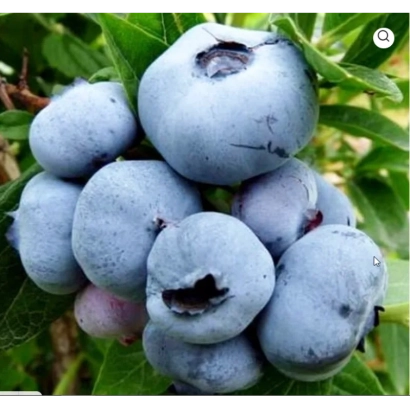 Свежая голубика на ветке - МегасБлу