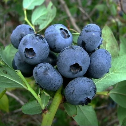 Свежая голубика на ветке - НЕЯ
