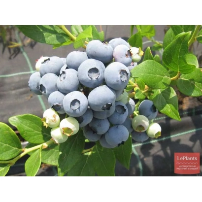 Свіжа голубика на гілці - Нектарна