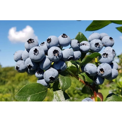 Blue blueberries on a branch against a sky background - Nelson