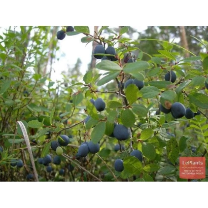 Голубика на ветке с листьями на фоне природы - Шегарская