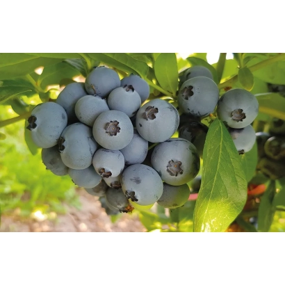 Свіжа голубика на гілці - СІМУЛТАН
